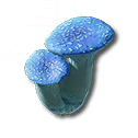 Pink Bolete